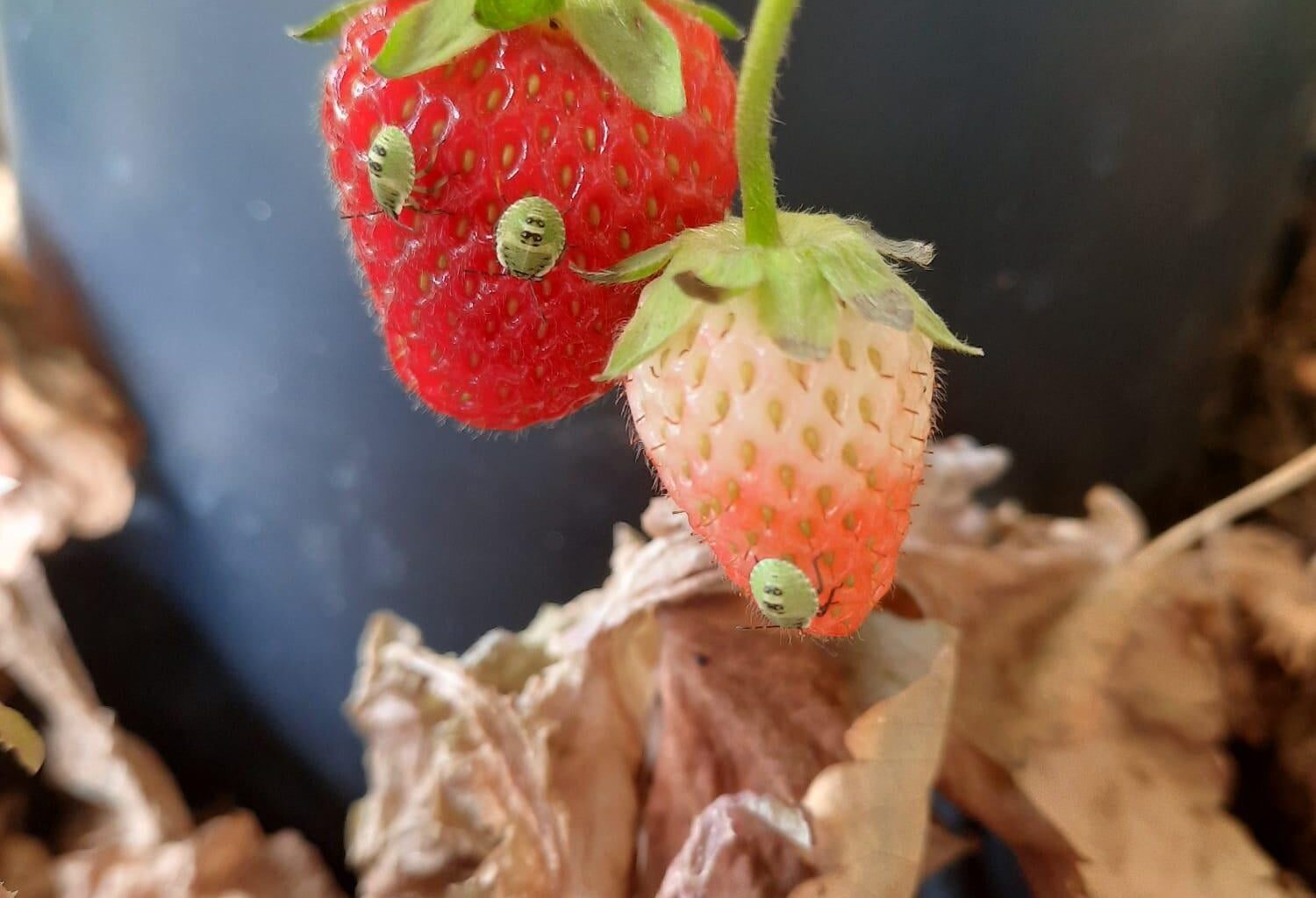 Was macht sich da auf den Erdbeeren breit?