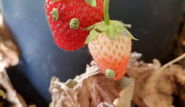 Was macht sich da auf den Erdbeeren breit?