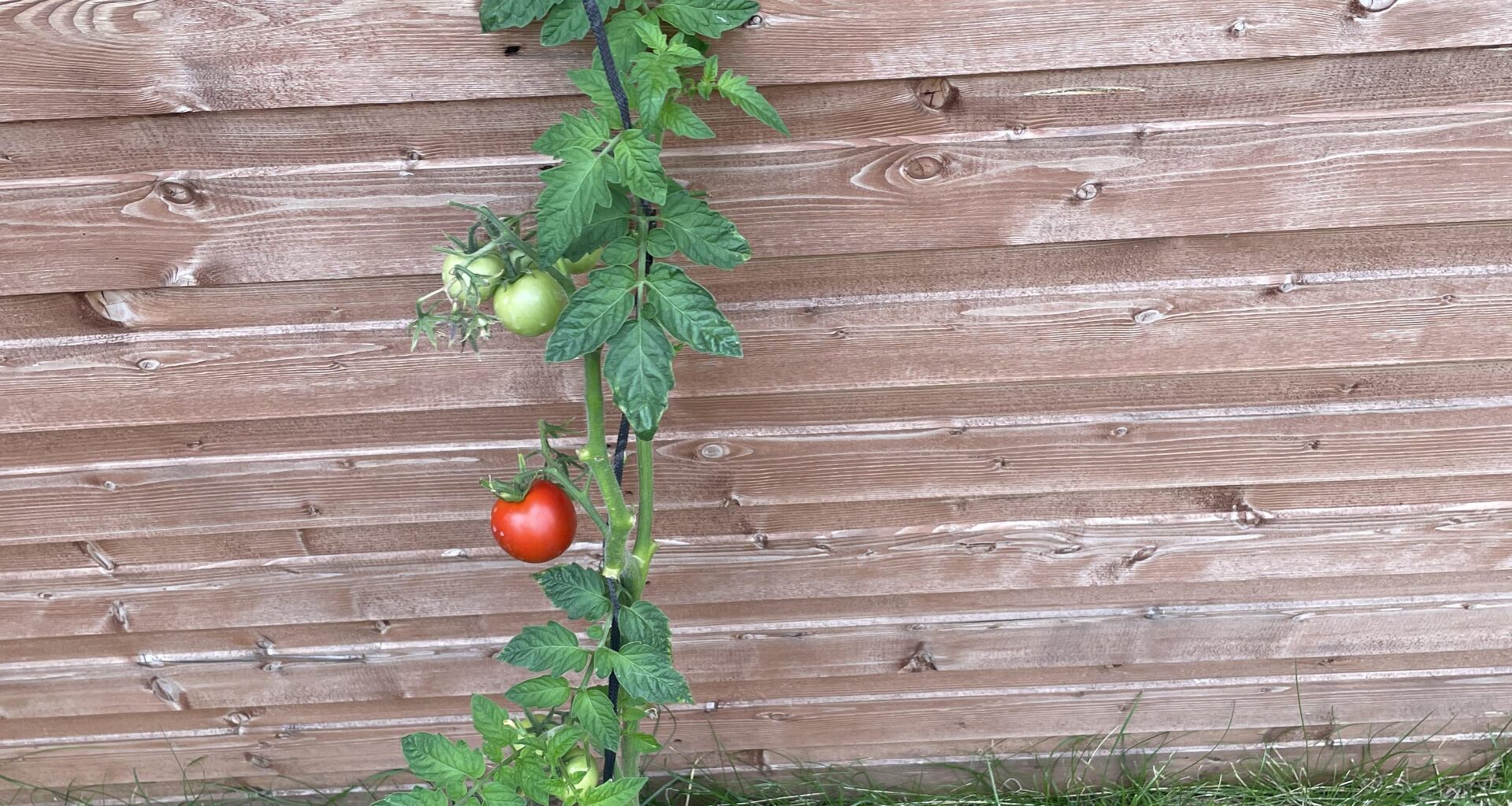 First ever homegrown food has finally ripened! I’m combatting cost of living one tomato at a time.