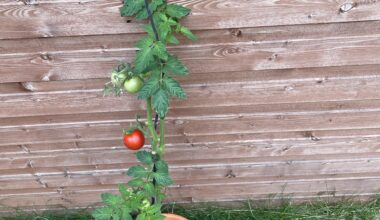 First ever homegrown food has finally ripened! I’m combatting cost of living one tomato at a time.