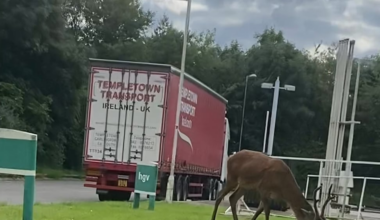 Reindeer at UK McDonald’s eating grass