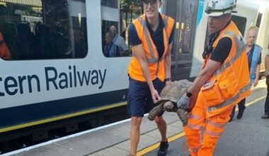 Tortoise causes train delays after slowly climbing on to tracks between Ascot and Bagshot