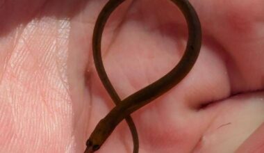 Been rock pooling in Cornwall my entire life, today was the first time ever seeing a pipefish. Very cool little guy!