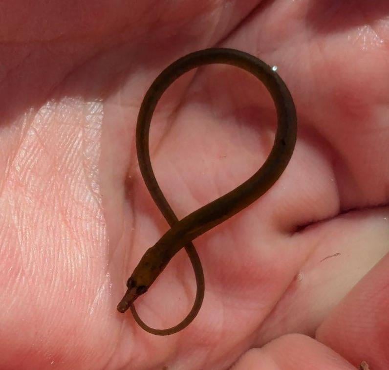 Been rock pooling in Cornwall my entire life, today was the first time ever seeing a pipefish. Very cool little guy!