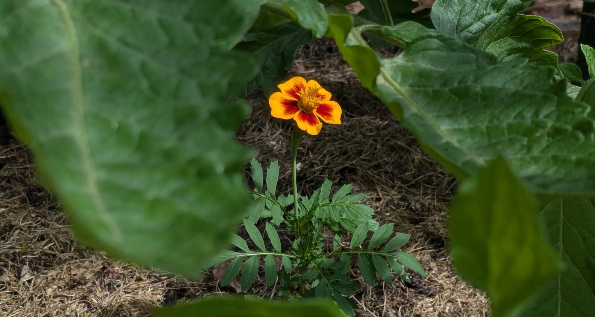 Tagetes unter Tomaten