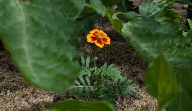 Tagetes unter Tomaten