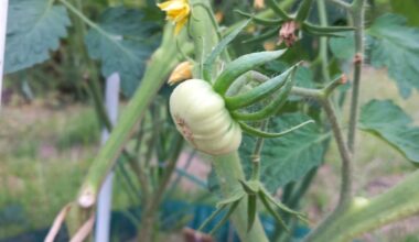 Der erste eigene Garten, die ersten eigenen Tomaten 🍅