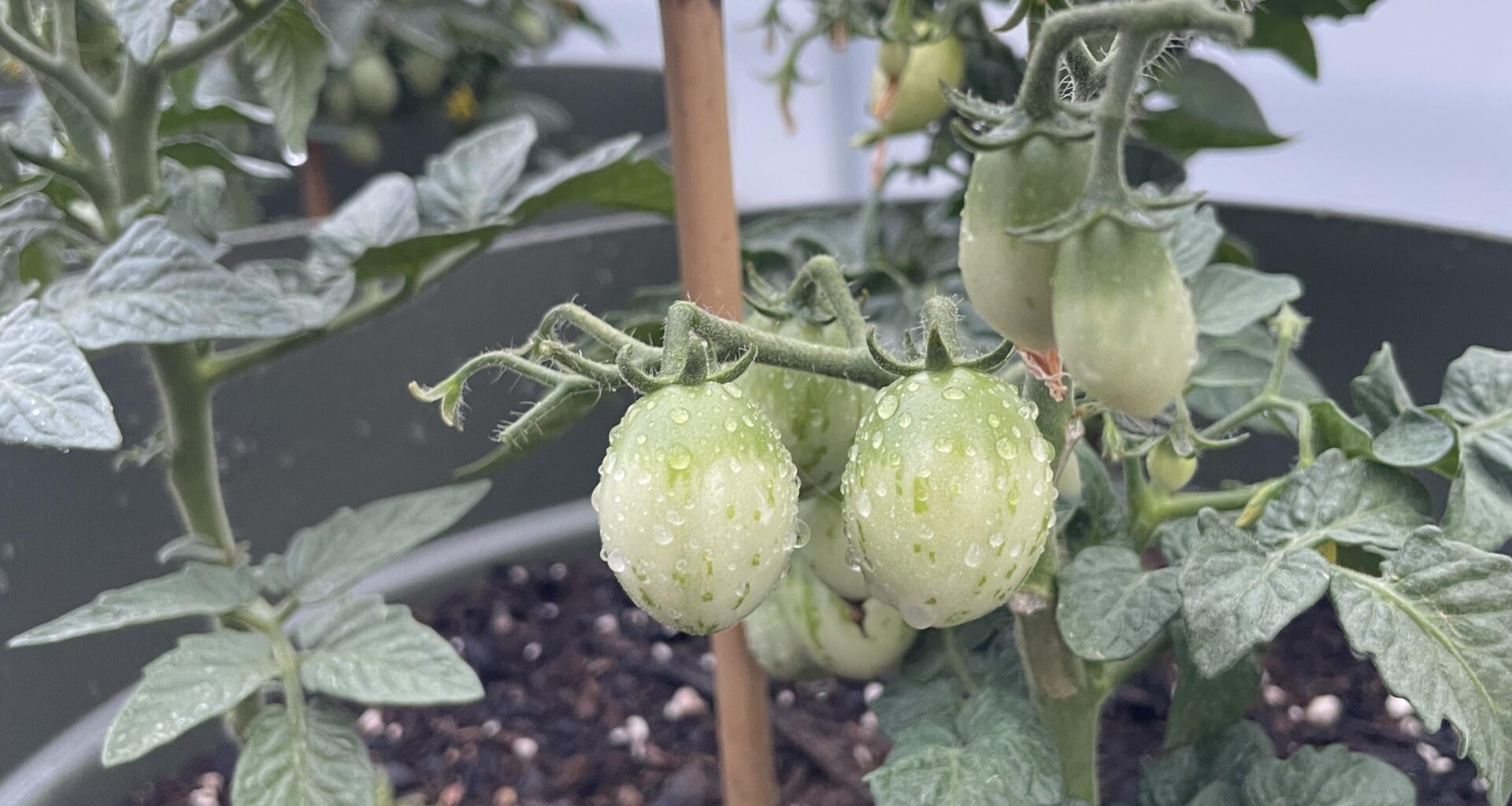 Tomaten werden nicht rot