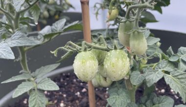 Tomaten werden nicht rot