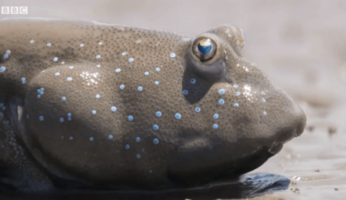 The Mudskipper, an amphibious fish. They are known for their unusual appearance and their ability to survive both in and out of water.