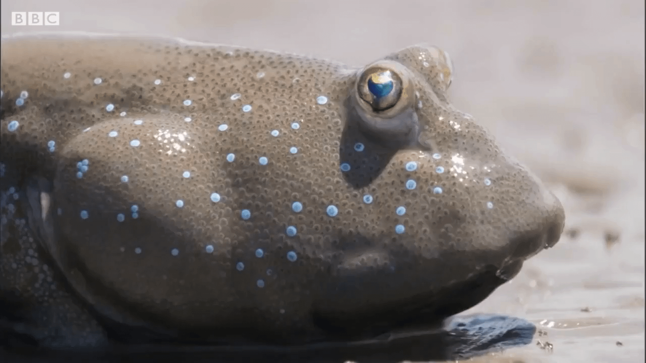 The Mudskipper, an amphibious fish. They are known for their unusual appearance and their ability to survive both in and out of water.