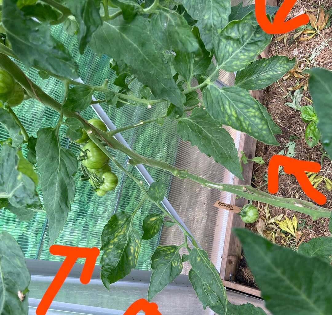 Können Tomaten das Mosaik Virus bekommen? Oder was seh ich da?