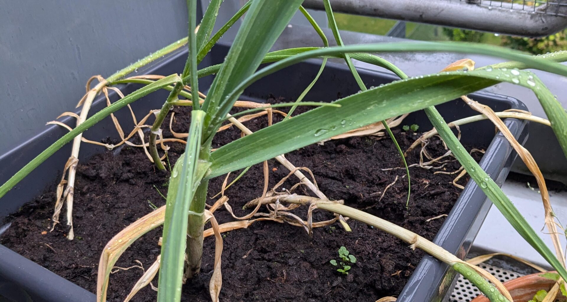 Knoblauch Morado Vermehrung und Anfängerfragen