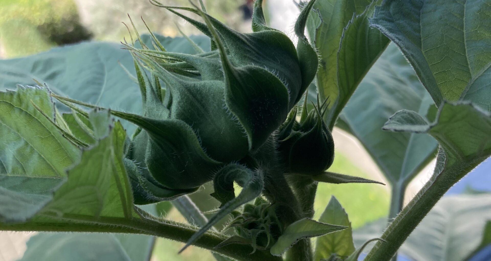 Meine Sonnenblume bekommt mehr wie eine Blüte