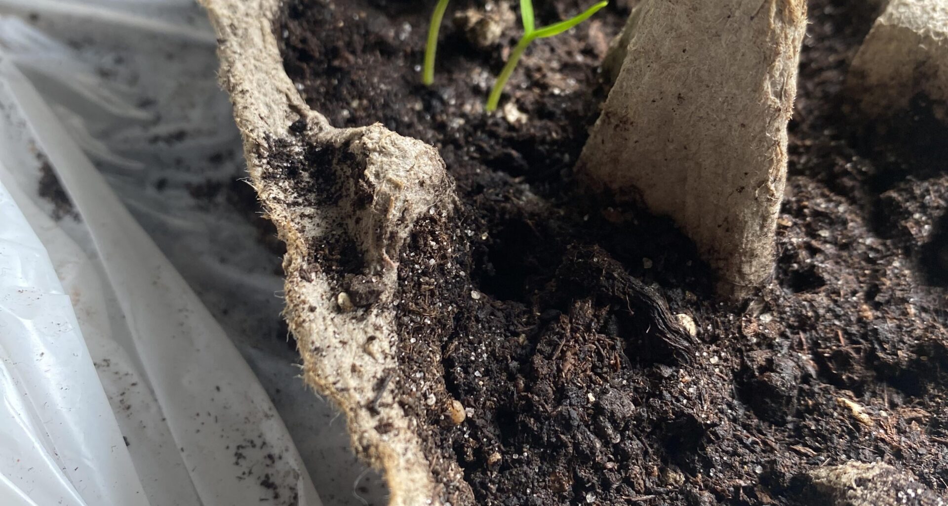 Schon auf den den Balkon setzen? Paprika