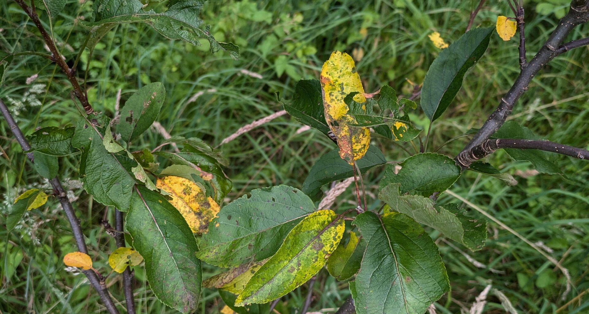 Wild gepflanzter Apfelbaum verliert Blätter