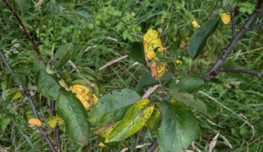 Wild gepflanzter Apfelbaum verliert Blätter