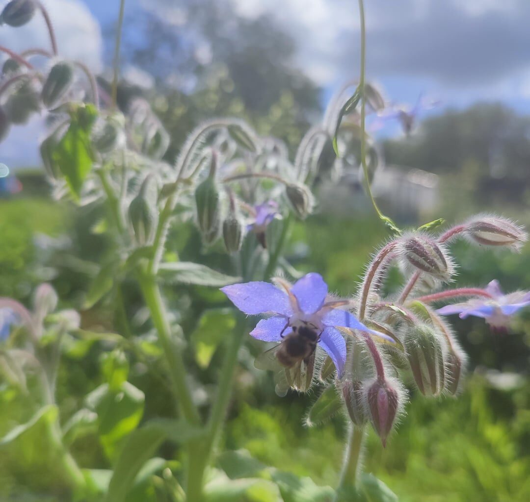 Ein paar Nahaufnahmen aus unserem Garten