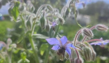 Ein paar Nahaufnahmen aus unserem Garten