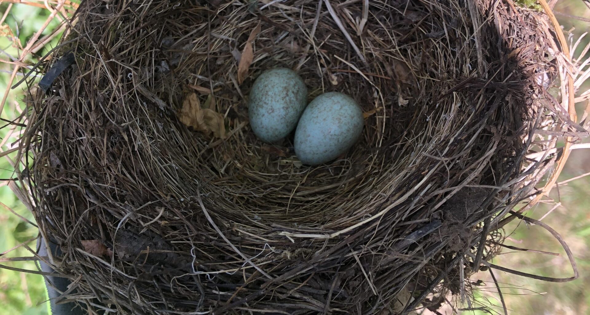 Was sind das für Eier ?