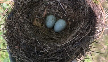 Was sind das für Eier ?