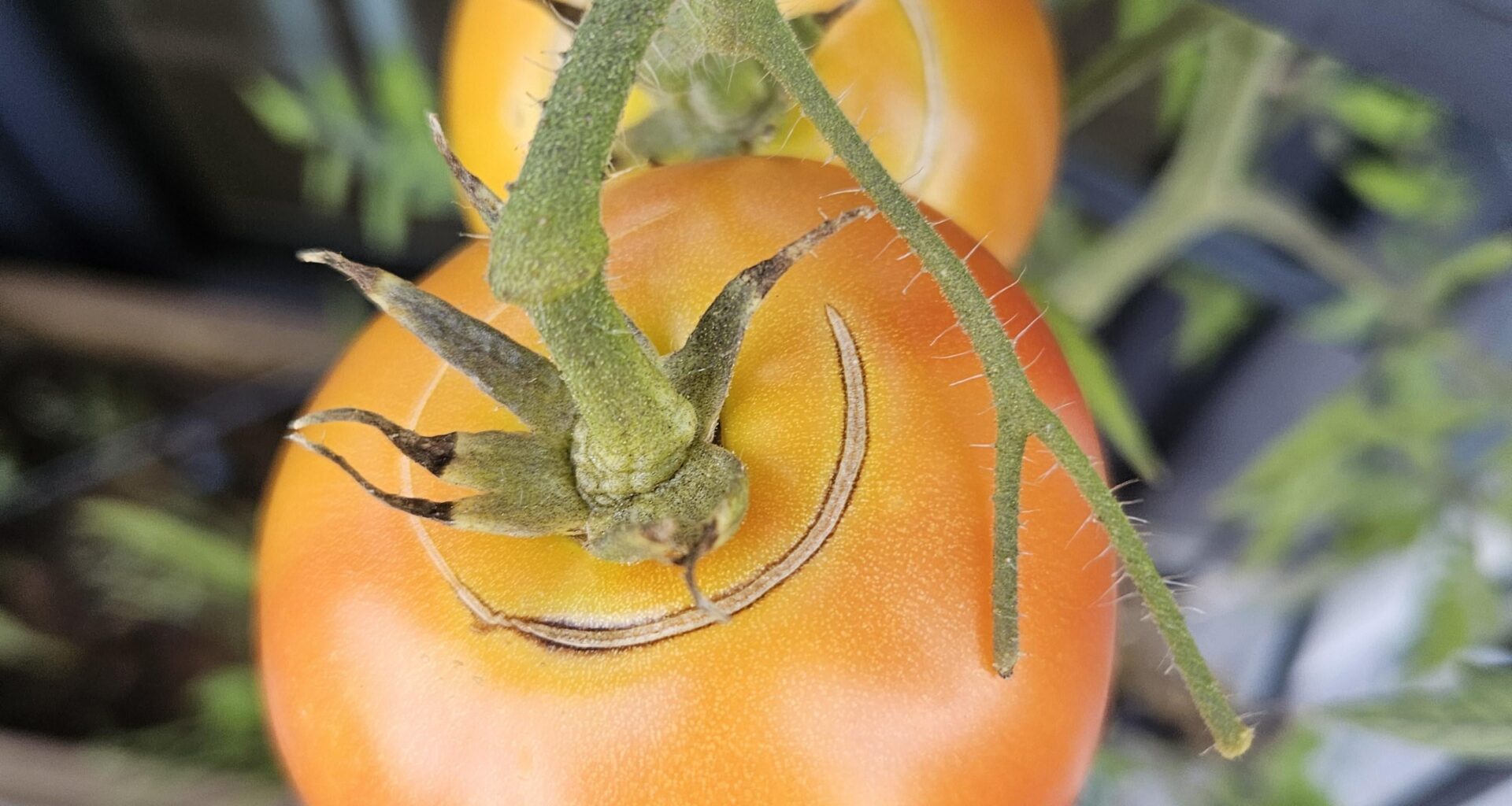 Was sind das für Ringe an meinen Tomaten?