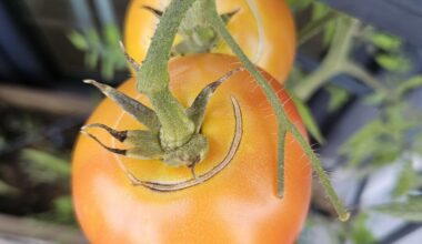 Was sind das für Ringe an meinen Tomaten?