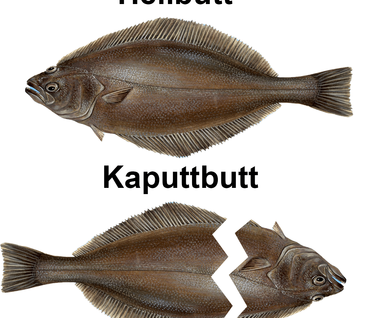 ich🐟iel