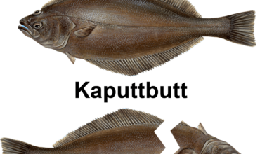 ich🐟iel