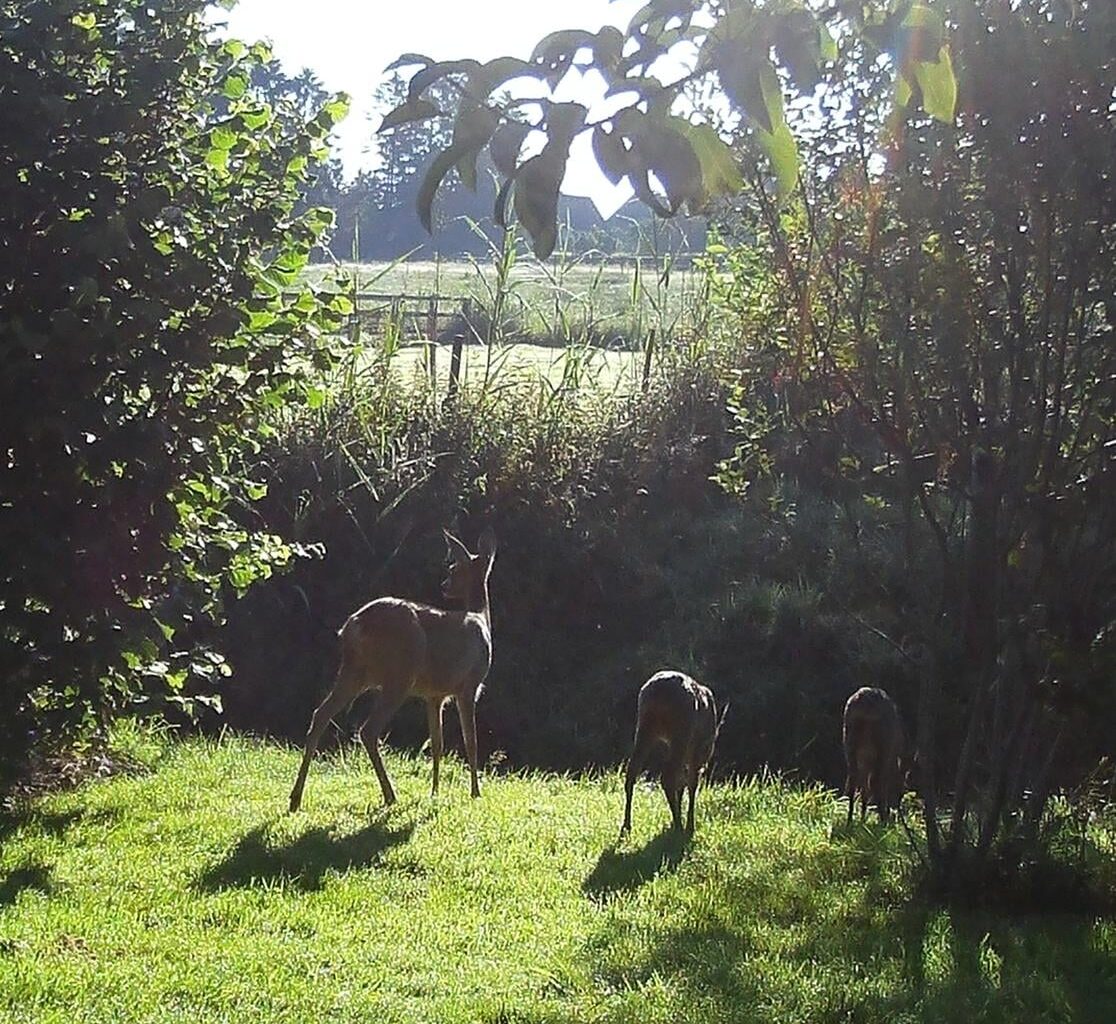 Morgendliche Besucher im Garten auf der Wildkamera