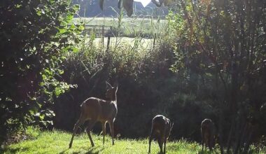 Morgendliche Besucher im Garten auf der Wildkamera