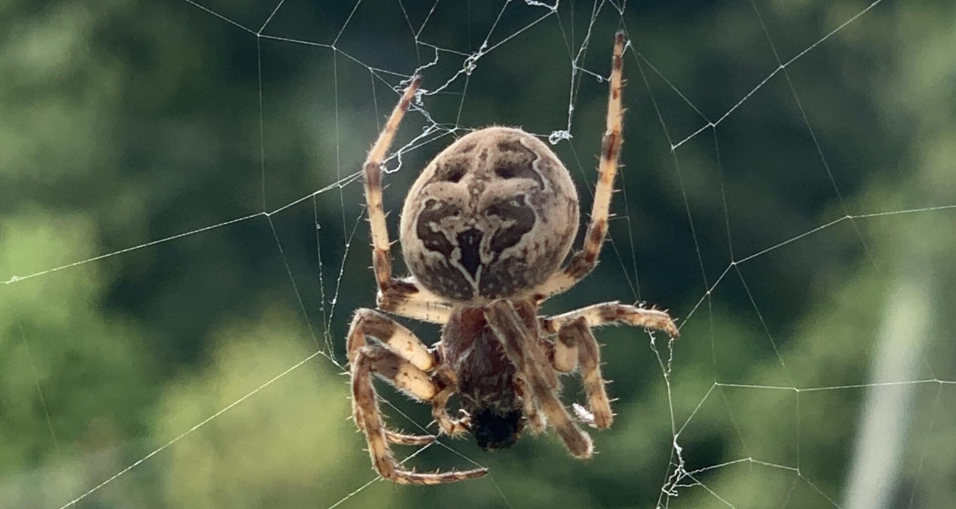 Welche Spinne ist das ?