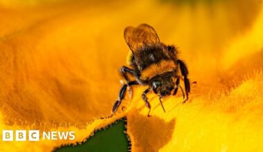 Something has gone wrong for insects, says Cambridgeshire charity