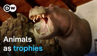 Trophy hunting: A cruel hobby or species conservation? | DW Documentary