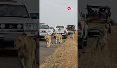 Safari car bumps into startled lion 🦁 #animal #shorts