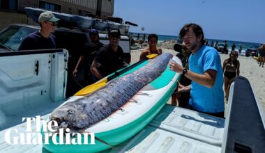 Rarely seen deep-sea fish washes up in California