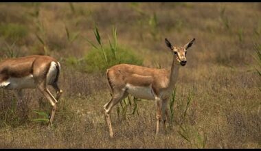 Escapades sauvages : Zoom sur les gazelles à goitre bien-aimées d'Azerbaïdjan