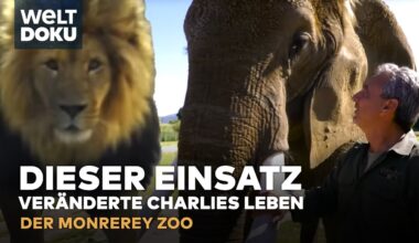 WILDE HAUSTIERE: Die Geschichte des Monterey Zoo und exotische Watussi Rinder |DOKU NICHT STREICHELN