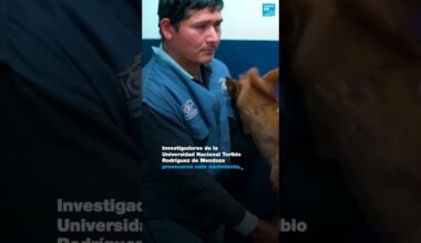 1/2 ▶️   Perú: se logró la clonación del primer caballo de paso