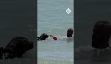 Doggy lifeguards deployed on Spanish beach