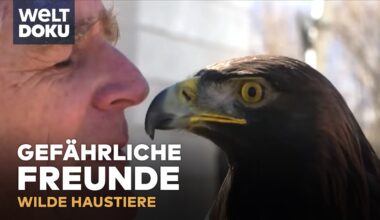 Exotische Haustiere: Diese Menschen leben mit wilden Tieren! - Ein Steinadler als besten Freund?