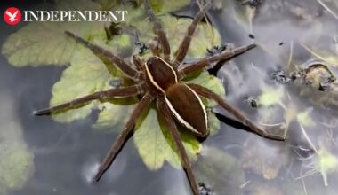 Rat-sized spiders making a comeback in the UK