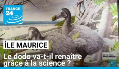 Le dodo de l'île Maurice, cet oiseau disparu, va-t-il renaître grâce à la science ?