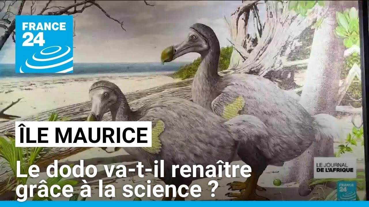 Le dodo de l'île Maurice, cet oiseau disparu, va-t-il renaître grâce à la science ?