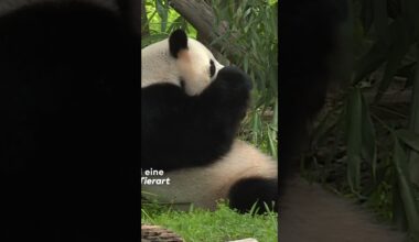 PANDAS ALS DIPLOMATEN: Pandamama Meng Meng hat Zwillinge! - China beansprucht Berliner Nachwuchs