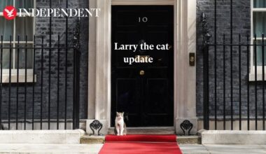 Downing Street prepares plan for announcing death of Larry the cat