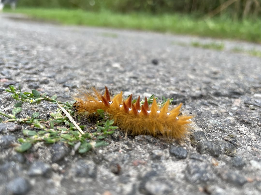 Was ist das für eine Raupe?