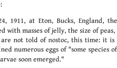 1911, Eton, Bucks: the ground was found covered with masses of jelly, after heavy rainfall, from which larvae emerged