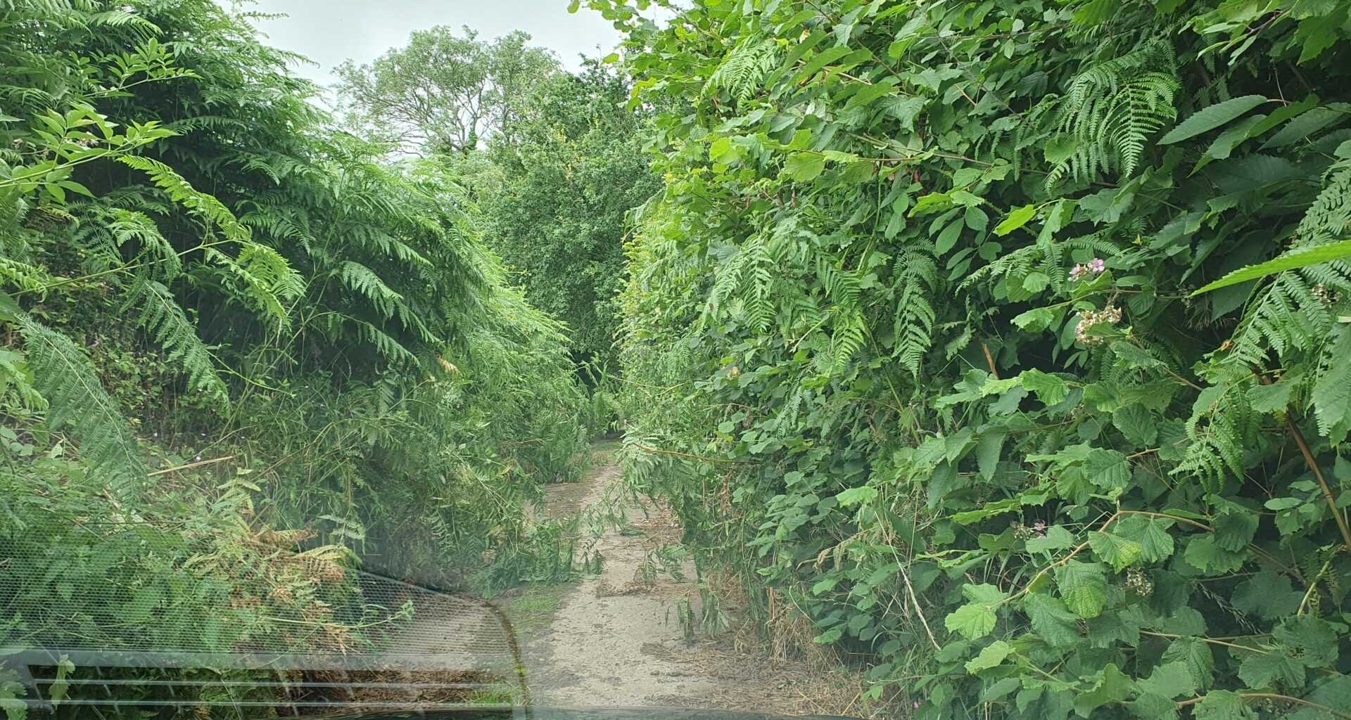 The British countryside. This is actually a road and it was like this for about a mile. Does anyone have any spare T-Cut?