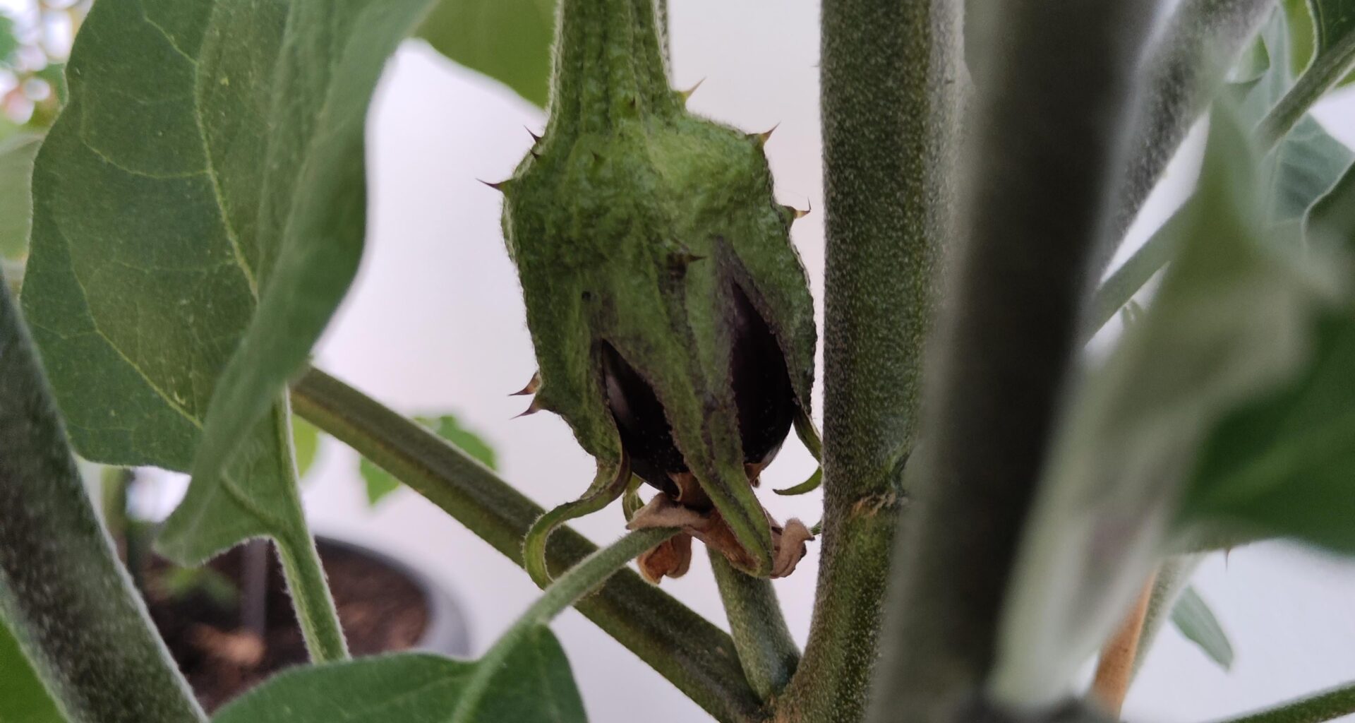 Meine erste Melanzani/Aubergine kommt endlich!